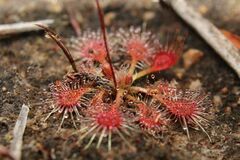 Drosera omissa