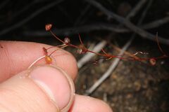 Drosera moorei