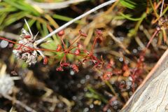 Drosera moorei