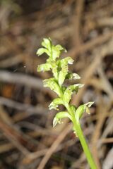 Microtis graniticola