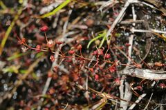 Drosera moorei