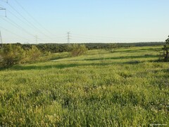 Hordeum murinum leporinum