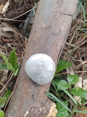 Reticularia