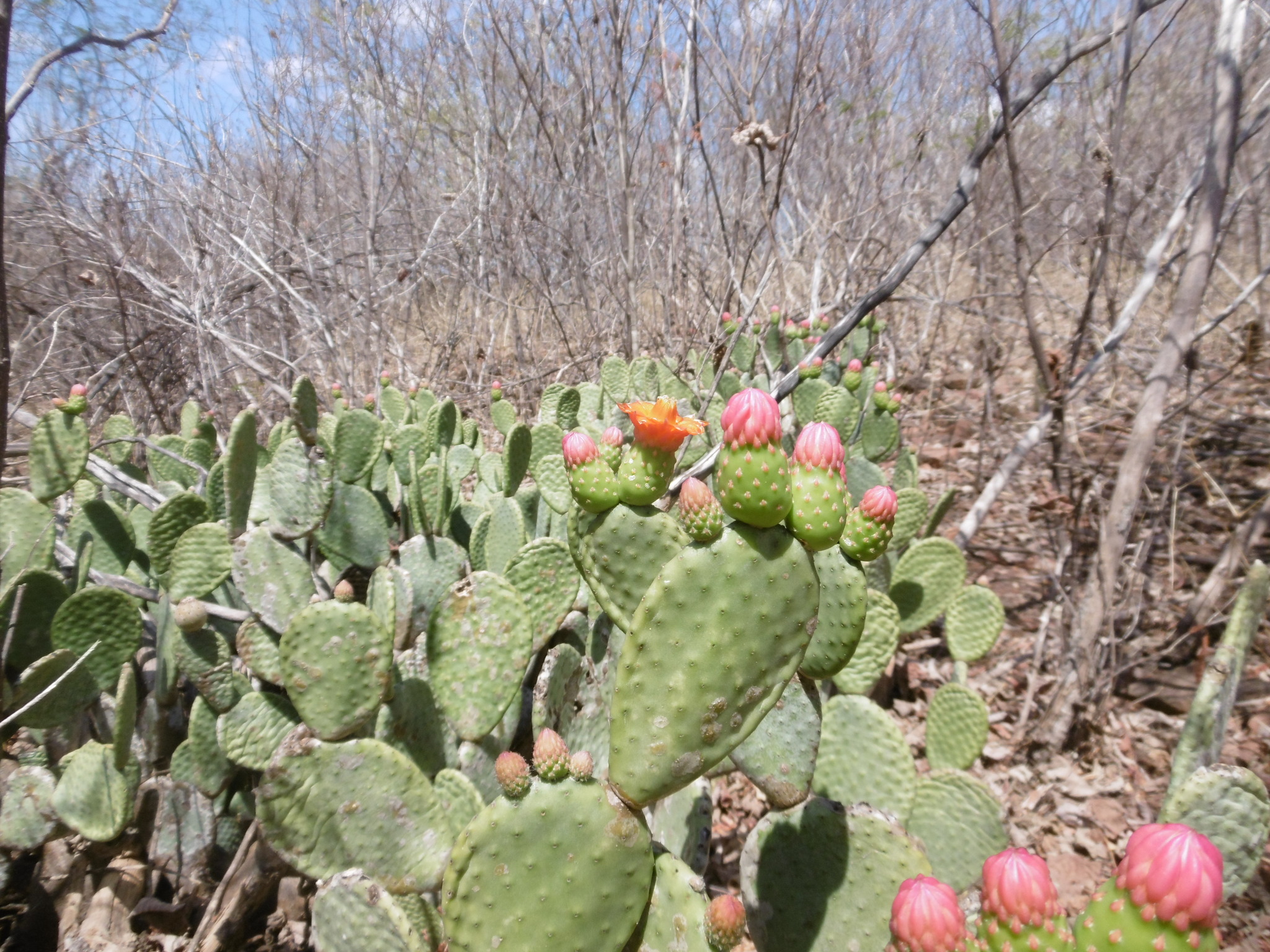 Tacinga inamoena