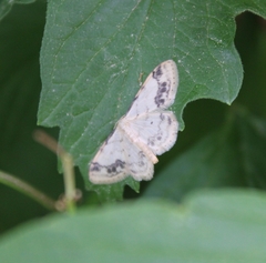 Idaea trigeminata