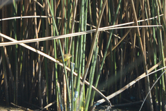 Pseudocolopteryx flaviventris