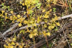 Drosera rupicola