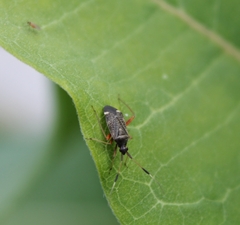 Closterotomus biclavatus