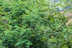 Phaenicophaeus viridirostris