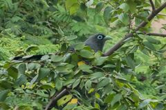 Phaenicophaeus viridirostris