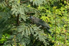 Phaenicophaeus viridirostris