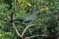 Phaenicophaeus viridirostris