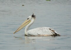 Pelecanus rufescens