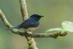 Cyornis rubeculoides