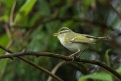Phylloscopus reguloides