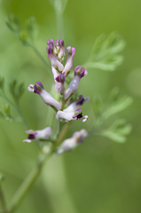 Fumaria vaillantii
