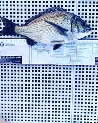 Acanthopagrus butcheri