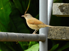 Turdus leucomelas