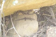 Trachylepis maculilabris