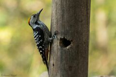 Dendrocoptes auriceps