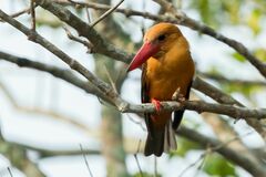 Pelargopsis amauroptera