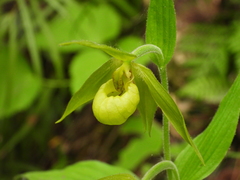 Cypripedium henryi