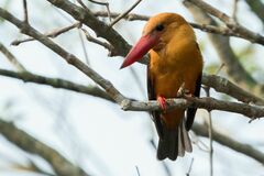 Pelargopsis amauroptera