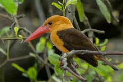 Pelargopsis amauroptera