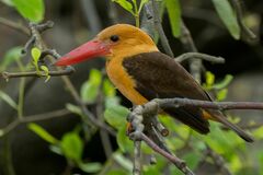 Pelargopsis amauroptera