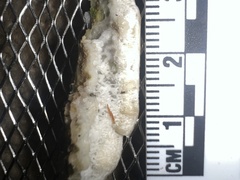 Rigidoporus cuneatus