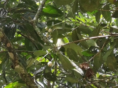Clusiaceae