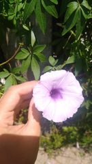 Ipomoea cairica