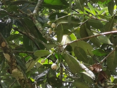 Clusiaceae