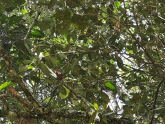 Clusiaceae
