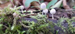 Coprinellus disseminatus