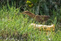 Ixobrychus cinnamomeus