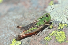 Stenobothrus rubicundulus