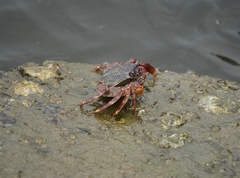 Grapsus albolineatus