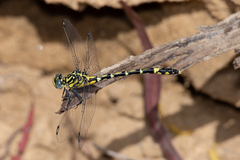 Austrogomphus cornutus