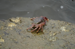 Grapsus albolineatus