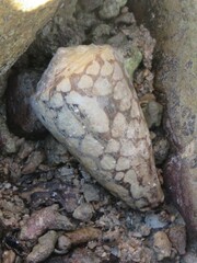 Conus marmoreus