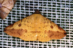 Hemeroplanis scopulepes