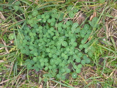 Trifolium