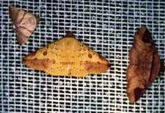 Hemeroplanis scopulepes