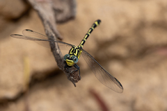 Austrogomphus cornutus