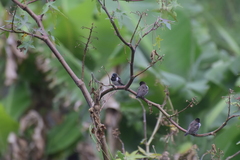 Spermestes cucullata scutata