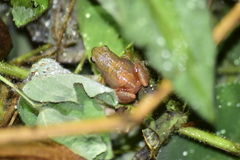 Arthroleptis xenodactyloides