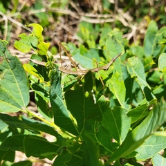 Tetanorhynchini