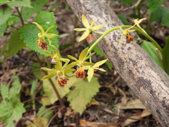 Calanthe tricarinata