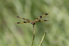 Rhyothemis graphiptera